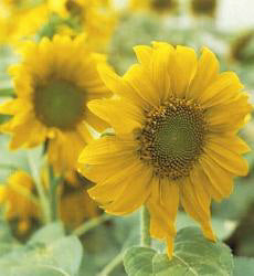 Helianthus annuus Zebulon