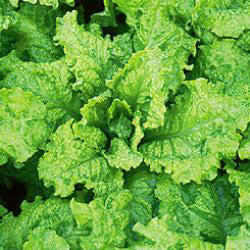 Sla Pluk- of Snijsla Australische Gele