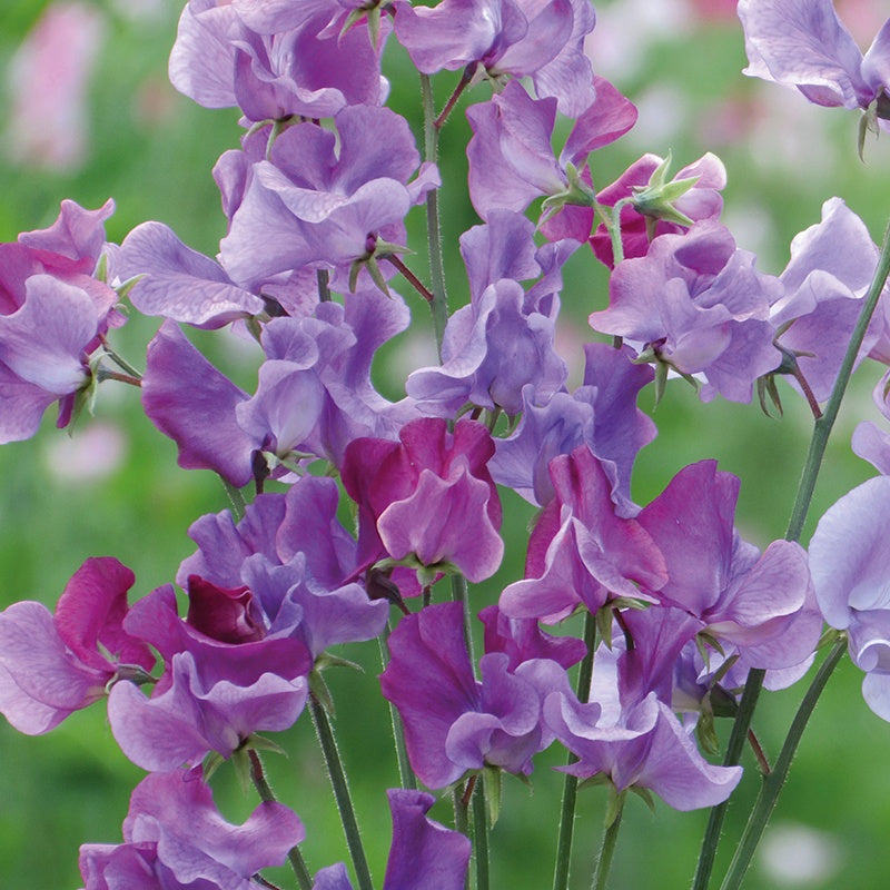 Lathyrus odoratus, Suffolk Punch Miggie