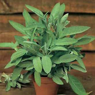 Product showcase image from staged upload