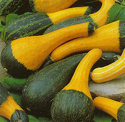 Kalebas Spoon