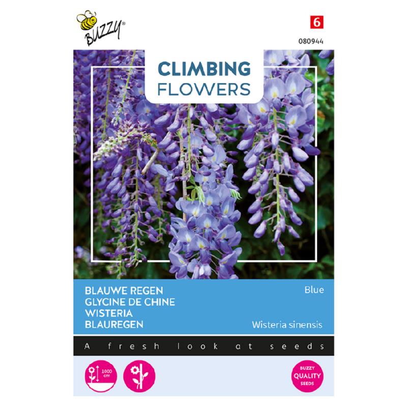 Wisteria Sinensis