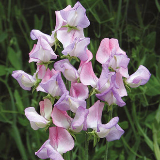 Lathyrus odoratus Fire &  Ice