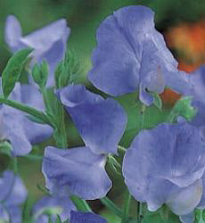 Lathyrus odoratus. Capri