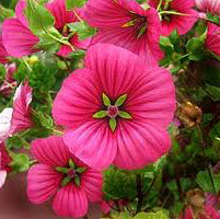 Malope trifida Vulcan