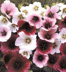Malope trifida