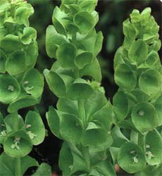 Molucella laevis