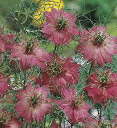 Nigella damascena Persian Rose