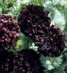 Papaver_somniferum_paeony_Black_klaproos