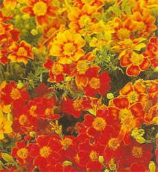 Tagetes tenuifolia Starfire Mix