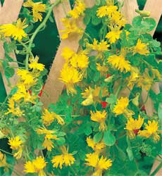 Tropaeolum peregrinum