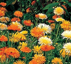 Calendula_fiest_Gitana