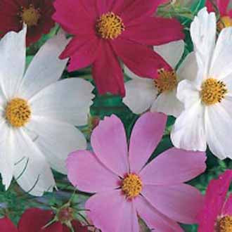 Cosmos bipinnatus Dwarf Sensation gemengd