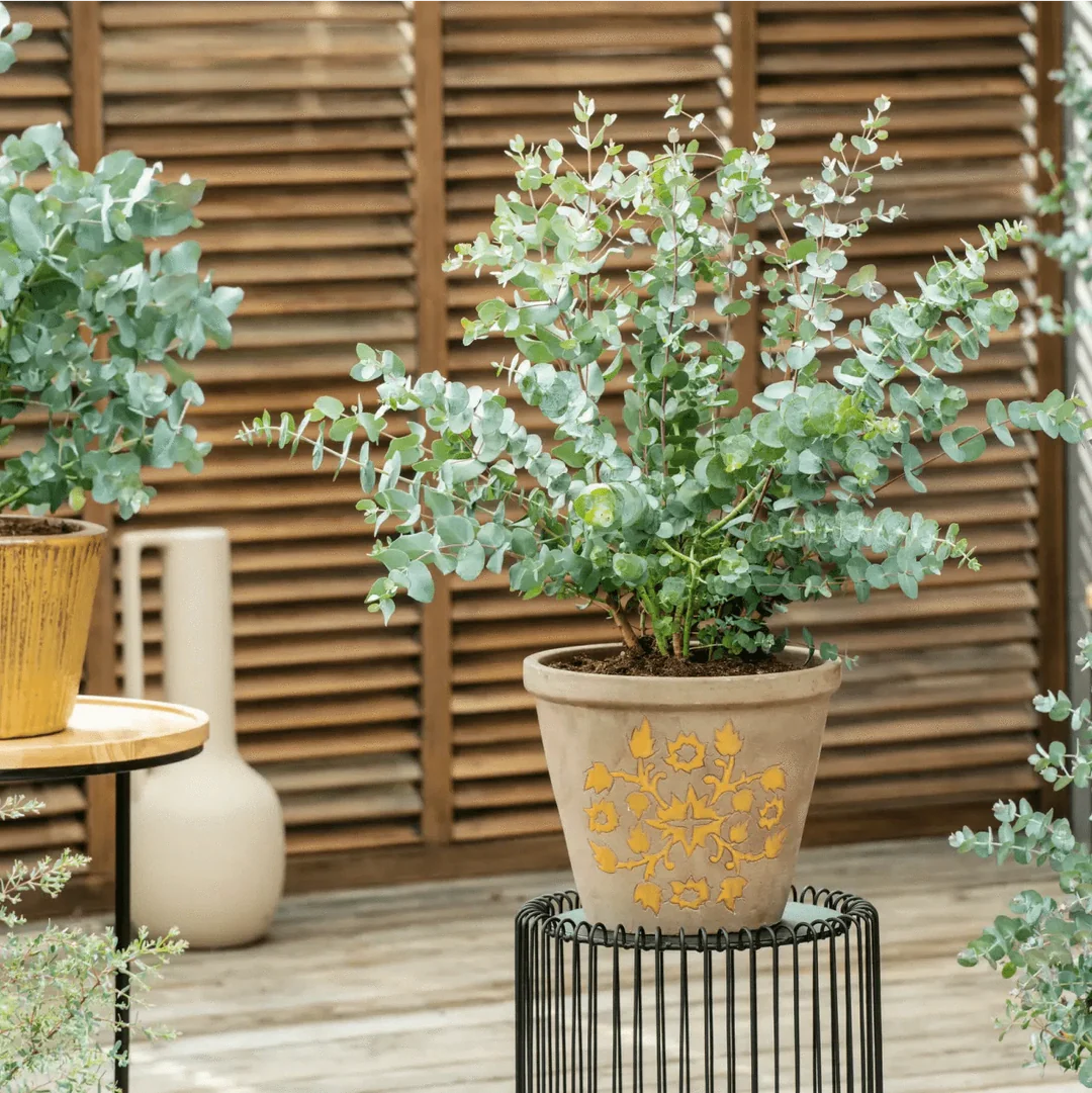 Eucalyptus Baby Blue