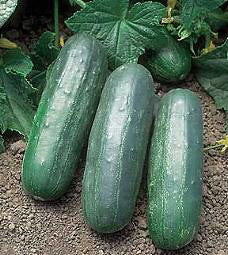 Salatgurke_Socrates