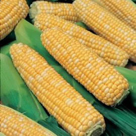 Mais_Suikermais_Ambrosia