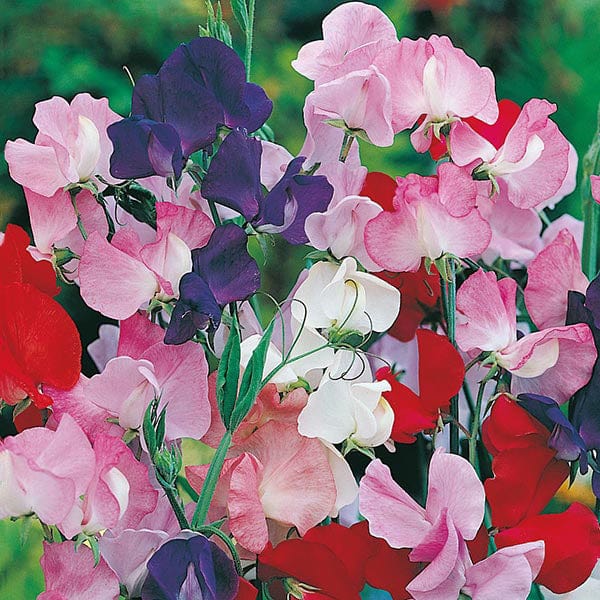 Lathyrus odoratus, Galaxy mixed