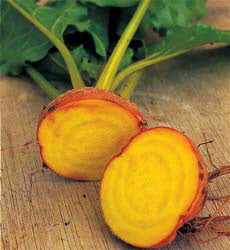 Bieten of Kroten Burpees Golden