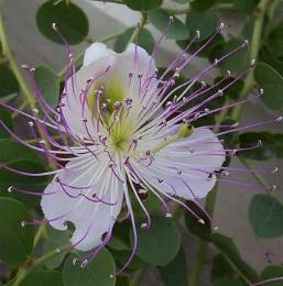 Kappertjes of Kapperstruik