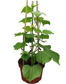 Snackkomkommer Iznik F1