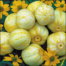 Komkommer True Lemon