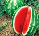 Meloen Watermeloen Anguria Cimson Sweet