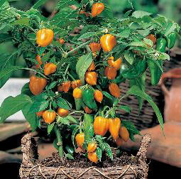 Paprika_mini_orange