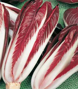 Roodlof Cicoria Rossa di Treviso 2