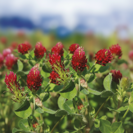 Trifolium pratense  Rode Klaver BIO