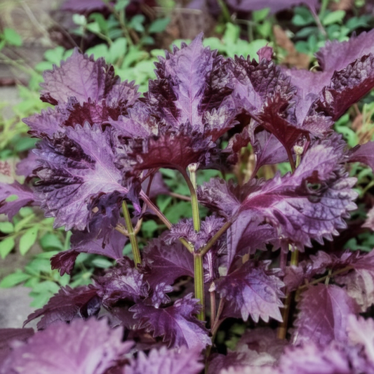 Perilla Britton Shiso - Japanse Peterselie