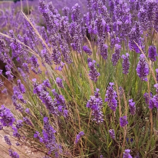 Lavandula officinalis
