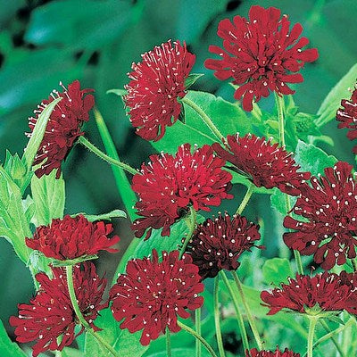Knautia Macedonica