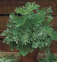 Absintalsem