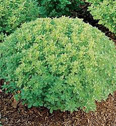 Basilicum Minette
