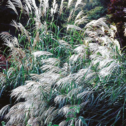 Miscanthus sinensis Early Hybrids