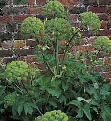 Engelwortel