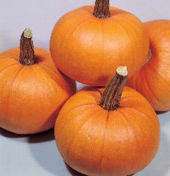 Pompoen Small Sugar